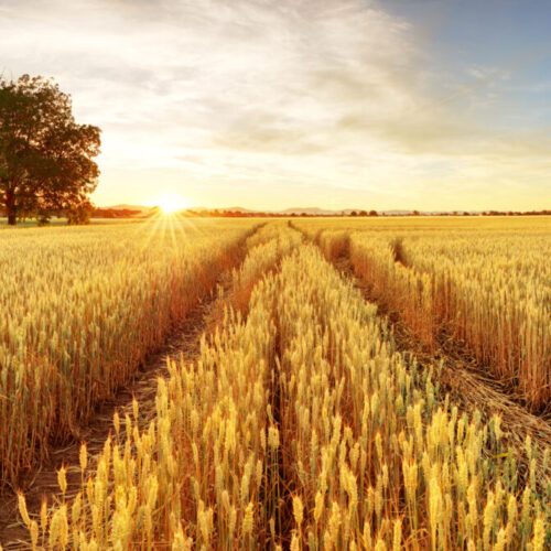 Gold,Wheat,Flied,Panorama,With,Tree,At,Sunset,,Rural,Countryside